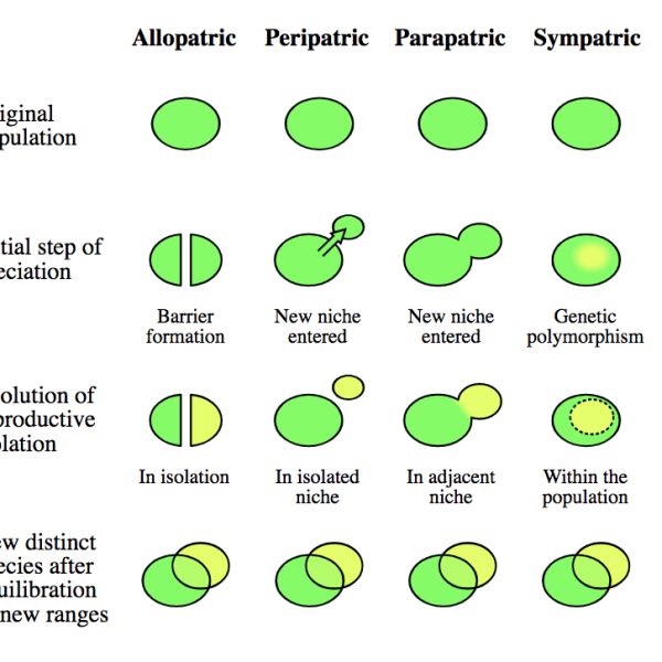 All four geographic modes of speciation compared side by side (allopatric, peripatric, parapatric, sympatric), each row showing: the original population; the initial step of speciation (barrier formation, entering a new niche, or genetic polymorphism arising within one population); where reproductive isolation evolves (in full isolation, an isolated niche, an adjacent niche, or within the population); and the resulting distinct, overlapping-range species after the new ranges re-expand. Note: no diagram narrowly comparing only vicariance vs. peripatric speciation was found — this broader four-mode comparison was used instead, which still covers the vicariance/peripatric contrast as its first two columns