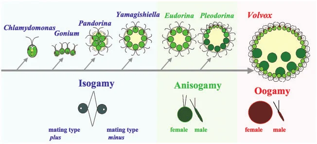 Volvocine algae series from single-celled Chlamydomonas through colonial Gonium, Pandorina, and Yamagishiella to Eudorina/Pleodorina and fully differentiated Volvox, with the parallel evolution of reproductive mode labeled beneath — isogamy (identical, undifferentiated gametes) in the simpler colonial forms, transitioning through anisogamy to oogamy (a large, non-motile female gamete and small, motile male gamete) in Volvox