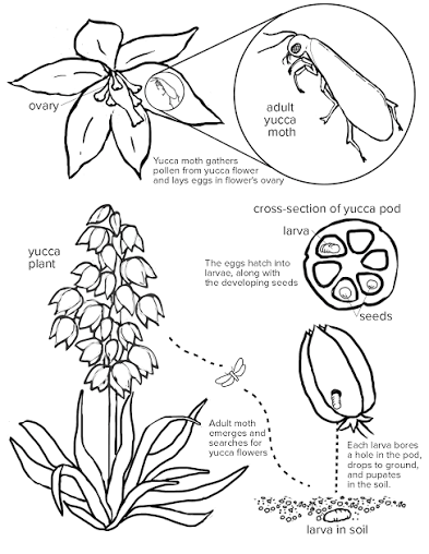 Yucca moth life cycle diagram: the adult moth gathers pollen from a yucca flower’s ovary and lays eggs there; the eggs hatch into larvae alongside the plant’s developing seeds inside the yucca pod; each larva bores a hole in the pod, drops to the ground, and pupates in the soil before emerging as an adult to search for new yucca flowers