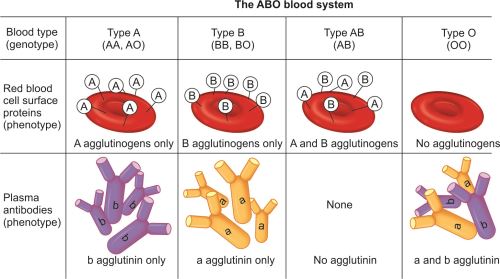 ABO blood group reference table: for each blood type (A, B, AB, O), the genotype, the red blood cell surface antigens present, and the plasma antibodies present.