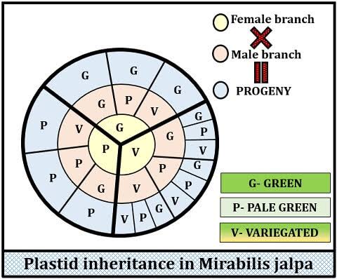 Plastid (chloroplast) inheritance in Mirabilis jalapa: offspring color (green, pale green, or variegated) is determined entirely by which branch supplied the female (seed) parent, not the male (pollen) parent, across a wheel of possible female-branch × male-branch crosses.
