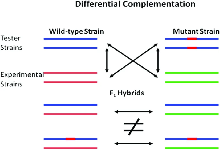 Differential complementation diagram: wild-type and mutant tester strains crossed against wild-type and mutant experimental strains, showing which F1 hybrid combinations complement (functionally restore wild-type) versus fail to complement (≠), the diagnostic for whether two mutations lie in the same gene.