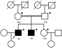 A consanguineous (double-line) mating between first cousins, each an unaffected carrier (Aa), producing two affected (aa) children among their offspring — illustrating how consanguinity raises the risk of a rare recessive disorder appearing.