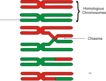 Crossing over between homologous chromosomes at a chiasma during prophase I, producing two recombinant chromosomes (each part red, part green) alongside the two original parental chromosomes.