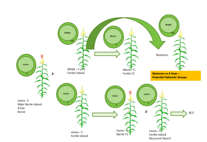 Hybrid seed production using cytoplasmic male sterility: a male-sterile (msms) inbred “A line” is crossed with a fertile line to produce sterile hybrid seed; a separate “restorer” line (with a nuclear fertility-restorer allele) is used when fertile hybrid seed is needed instead, illustrating the two main breeding schemes CMS enables.
