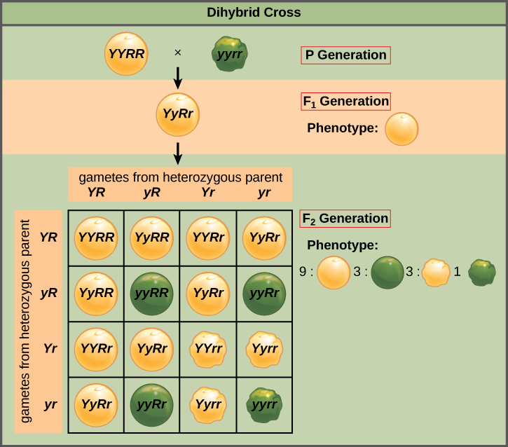 Dihybrid cross Punnett square: true-breeding YYRR × yyrr parents produce an F1 YyRr heterozygote, which self-crosses to a full 16-box F2 grid showing the 9:3:3:1 phenotype ratio.