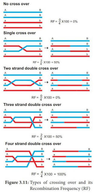 Five crossover configurations between two linked genes (A/a, B/b) and their resulting recombination frequencies: no crossover (RF=0%), single crossover (RF=50%), two-strand double crossover (RF=0%, parental combination fully restored), three-strand double crossover (RF=50%), and four-strand double crossover (RF=100%).