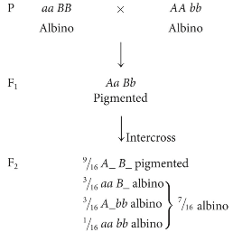 A second duplicate-recessive-epistasis example: albino aaBB × AAbb parents cross to a pigmented F1 (AaBb), which intercrosses into F2 classes of 9/16 pigmented (A_B_) and 7/16 albino (3/16 aaB_ + 3/16 A_bb + 1/16 aabb).