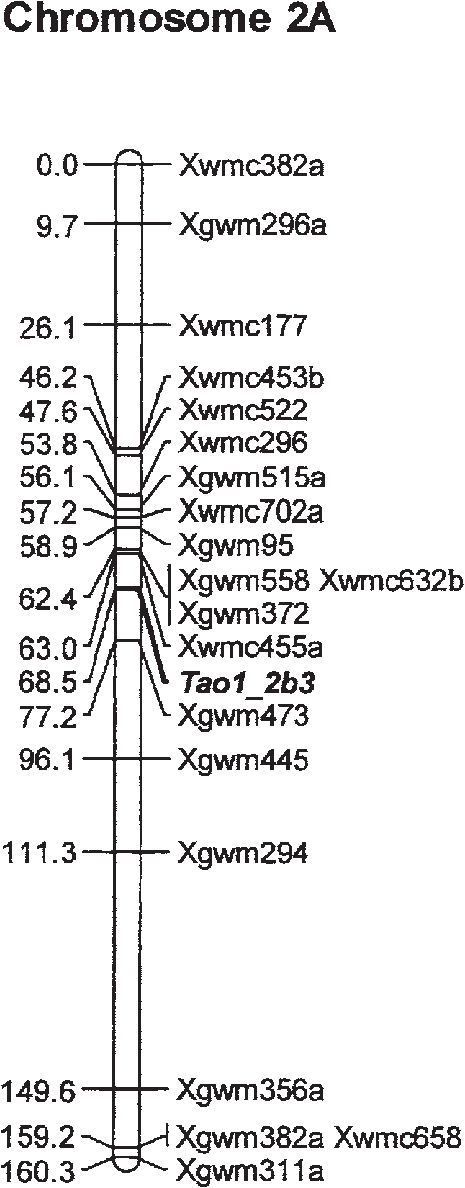 A real genetic linkage map of wheat chromosome 2A, with molecular markers positioned along the chromosome at their calculated centimorgan (cM) distances from 0.0 to 160.3.
