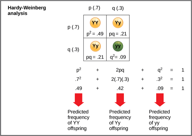 Hardy-Weinberg worked calculation: for allele frequencies p=0.7 and q=0.3, the Punnett-square-style grid gives predicted genotype frequencies YY=p²=0.49, Yy=2pq=0.42, yy=q²=0.09, summing to 1.