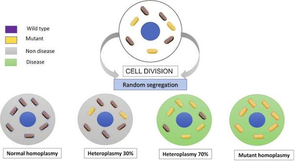 Heteroplasmy: a cell containing a mixture of wild-type (normal) and mutant mitochondria divides via random segregation, producing daughter cells ranging from normal homoplasmy through intermediate heteroplasmy (30%, 70% mutant) to mutant homoplasmy — with disease phenotype emerging only once the mutant fraction crosses a threshold.