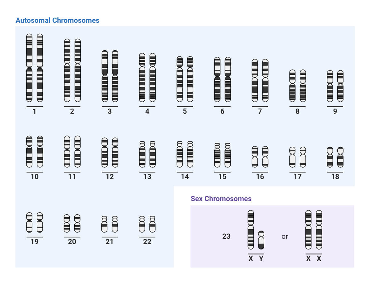 A normal human karyotype: 22 autosome pairs (1-22) ordered by size and banding pattern, plus the sex chromosome pair (XY or XX).