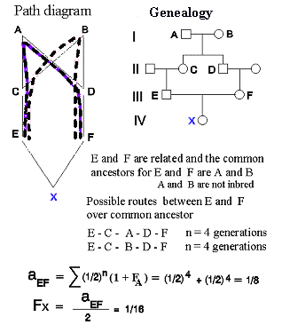 Worked pedigree and path diagram: individuals E and F, related through two common ancestors A and B, each connected by a 4-generation path (E-C-A-D-F and E-C-B-D-F); summing (1/2)⁴ for each path gives a_EF = 1/8, and the inbreeding coefficient of their offspring X is F_x = a_EF / 2 = 1/16 — matching the first-cousin-mating value stated in the text.