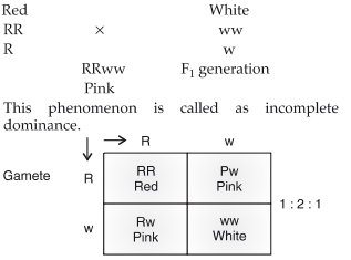 Red (RR) × white (ww) snapdragon cross producing pink F1 heterozygotes; the Punnett square below shows the F2 1:2:1 ratio (RR red : Rw pink : Rw pink : ww white).