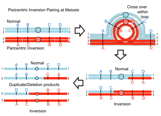 Pericentric inversion pairing at meiosis: a normal chromosome and its pericentric-inversion homolog form a loop to pair; a crossover within the loop produces duplicate/deletion (unbalanced) products, distinct from the balanced, simply-rearranged products of a crossover outside the loop.