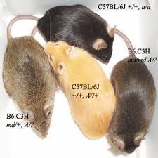 Four live mice showing real yellow (A^Y/+) and agouti (a/a) coat-color phenotypes, with genotypes labeled for each animal.