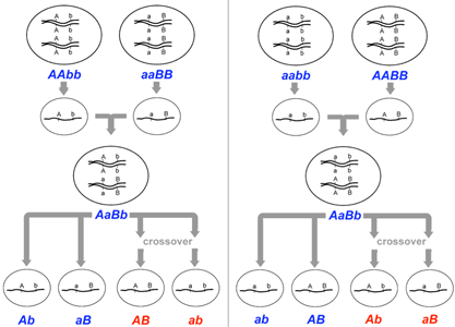 Two linked-gene crosses (AAbb × aaBB and aabb × AABB) each producing an AaBb F1, whose gametes split into parental-type (blue: Ab/aB or ab/AB) and recombinant/crossover-type (red) classes.
