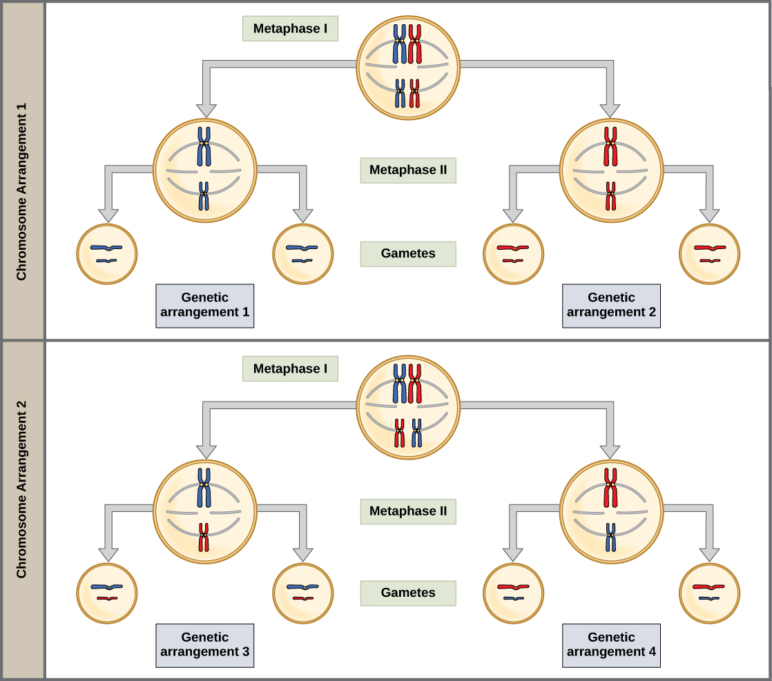 Two possible chromosome arrangements at metaphase I, each independently segregating through metaphase II into gametes, producing four distinct genetic arrangements — illustrating the random, independent orientation of homologous pairs underlying independent assortment.