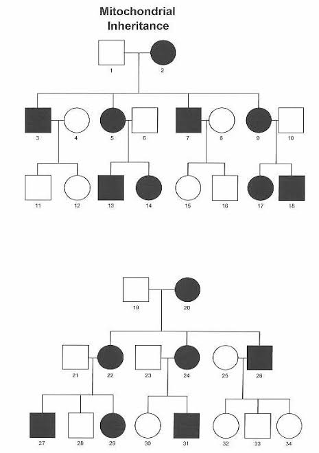 Two multi-generation pedigrees showing strict maternal (mitochondrial) transmission: every child of an affected mother is affected, regardless of sex, while affected fathers transmit the trait to none of their children.