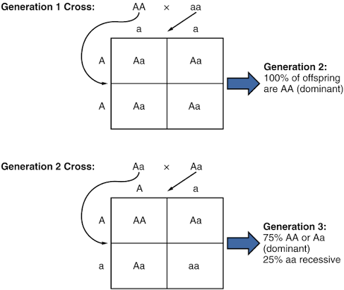Two sequential Punnett-square crosses: Generation 1 (AA × aa) producing 100% Aa offspring, then Generation 2 (Aa × Aa) producing the classic 3:1 phenotype / 1:2:1 genotype ratio.