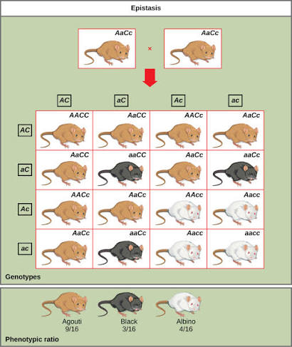Mouse recessive-epistasis cross (AaCc × AaCc): the 16-box F2 grid recolors into agouti, black, and albino coats, producing a 9:3:4 ratio (agouti 9/16, black 3/16, albino 4/16).