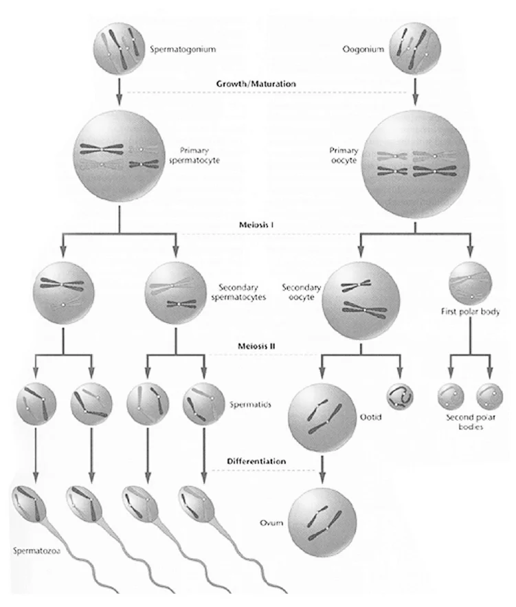 Normal spermatogenesis and oogenesis: a spermatogonium/oogonium progresses through growth, meiosis I, and meiosis II to produce four normal spermatozoa or one normal ovum plus polar bodies.