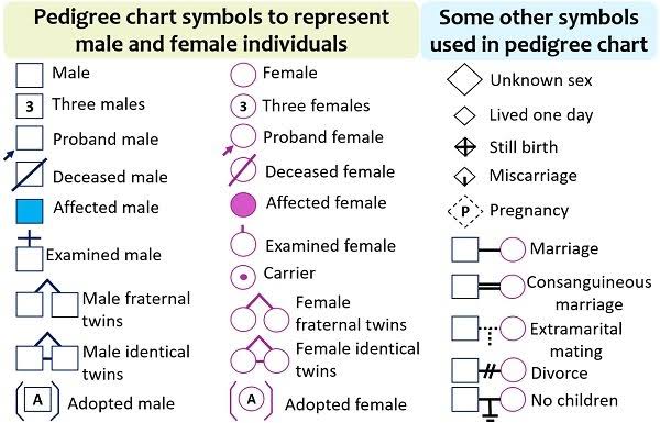 Standard pedigree chart symbol key: male/female, proband, deceased, affected, examined, carrier, twins, and adopted individuals, plus relationship symbols for marriage, consanguineous marriage, extramarital mating, divorce, and pregnancy/miscarriage/stillbirth.