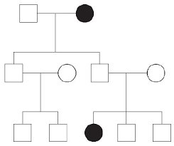 Pedigree showing an apparently skipped generation: an affected woman’s children (a son and daughter, both apparently unaffected) go on to have an affected grandchild, consistent with reduced penetrance in the middle generation rather than non-paternity or a pedigree error.