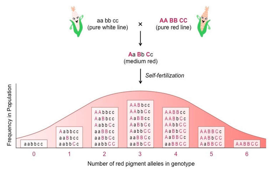 A three-gene (AaBbCc) cross between pure white (aabbcc) and pure red (AABBCC) corn lines self-fertilizes from the medium-red F1, producing seven phenotypic classes (0 through 6 red-pigment alleles) whose frequencies approximate a bell-curve distribution.