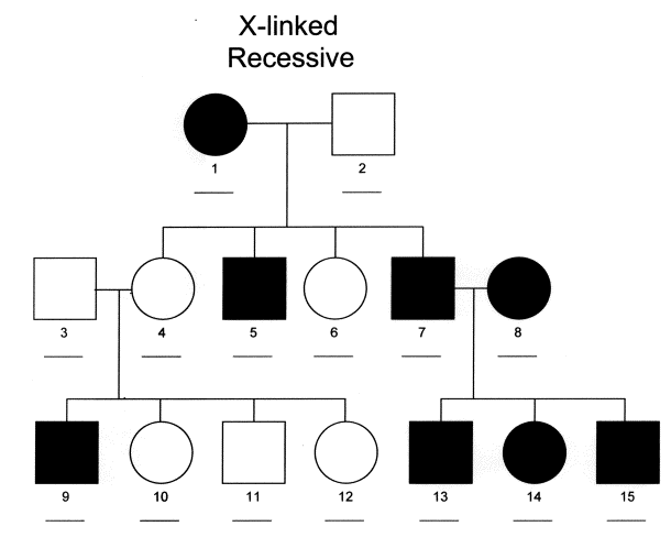 Three-generation X-linked recessive pedigree, labeled individuals I-1 through III-15, showing the pattern recurring across generations with more affected males than affected females overall.