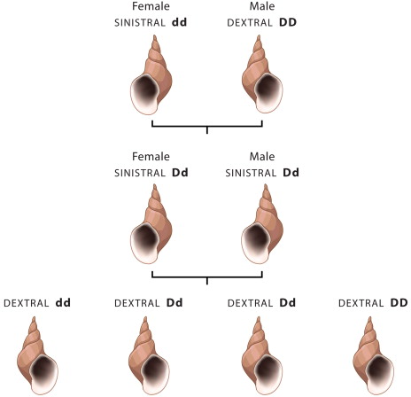 Snail shell-coiling cross: a sinistral (dd) female × dextral (DD) male produce sinistral F1 (Dd, matching the mother’s sinistral phenotype despite being heterozygous); the F1 (Dd × Dd) then produce F2 offspring (dd, Dd, Dd, DD) that are all dextral, since their mother (F1) was Dd — demonstrating the one-generation delay between an individual’s own genotype and its phenotype.