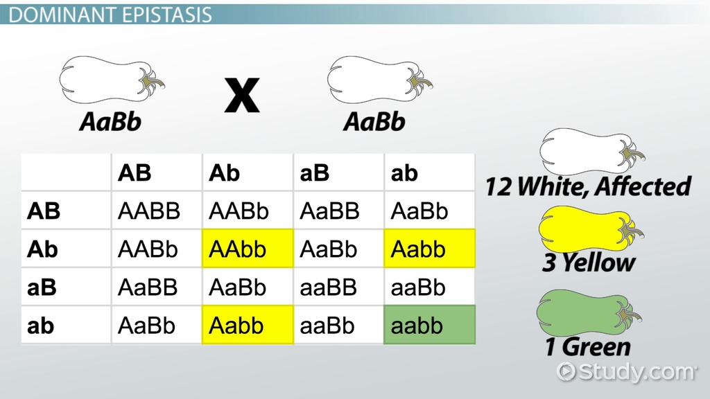 Dominant epistasis cross (AaBb × AaBb): the 16-box F2 grid shows the two “A_” classes merging into 12 white, with the aa classes splitting into 3 yellow (aaB_) and 1 green (aabb).