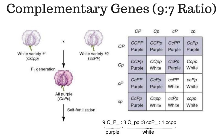 Sweet pea “complementary genes” cross: two different white varieties (CCpp × ccPP) cross to an all-purple F1 (CcPp), which self-fertilizes into a 16-box F2 grid summarized as 9 C_P_ purple : 7 white (3 C_pp + 3 ccP_ + 1 ccpp).