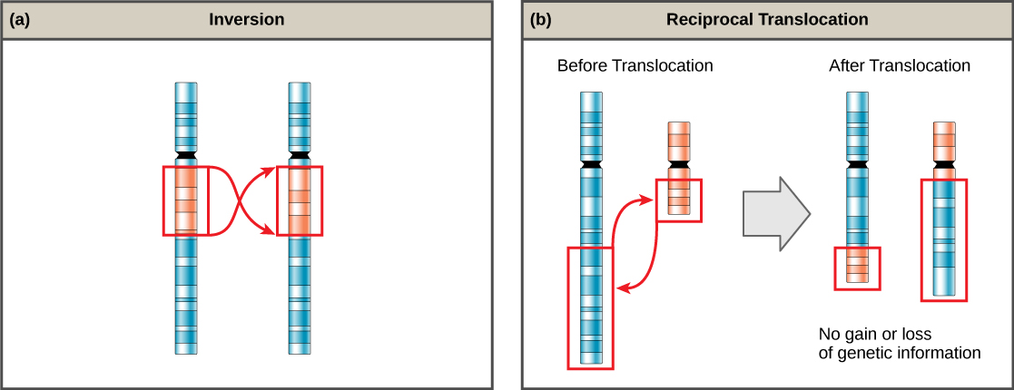 Two side-by-side diagrams: (a) Inversion, showing a chromosome segment excised, flipped, and reinserted; (b) Reciprocal Translocation, showing segments exchanged between two non-homologous chromosomes with no net gain or loss of genetic material.