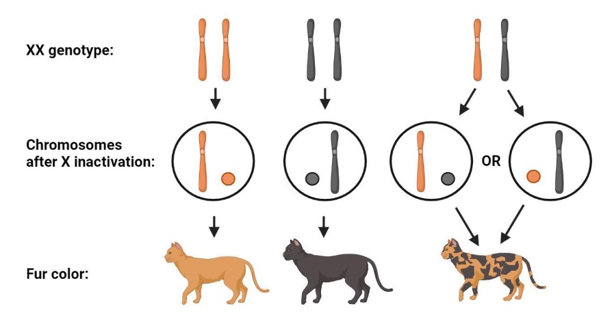 XX genotype with two differently colored X chromosomes; after random X-inactivation, each cell lineage silences one or the other, producing solid orange, solid black, or (when both inactivation outcomes occur in different cell lineages of the same animal) mosaic calico fur.