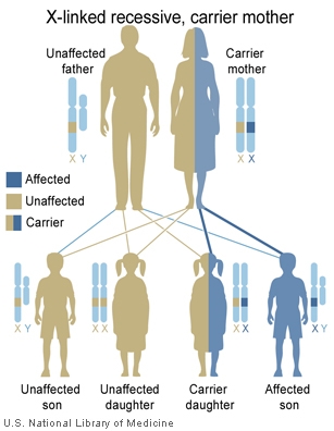 X-linked recessive cross: an unaffected father and a carrier mother (one normal, one recessive-allele X) produce, among their children, an unaffected son, an unaffected (carrier) daughter, a carrier daughter, and an affected son — illustrating that only sons can be directly affected by the mother’s carried allele.