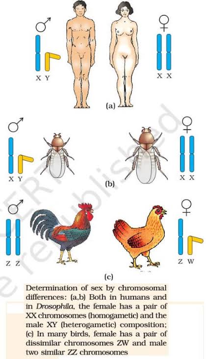 XY sex determination in humans and Drosophila (female XX homogametic, male XY heterogametic) compared to ZW sex determination in birds (male ZZ homogametic, female ZW heterogametic).