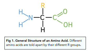 General structure of an amino acid: a central α-carbon bonded to an amino group, a carboxyl group, a hydrogen, and the variable R group that distinguishes each of the 20 standard amino acids