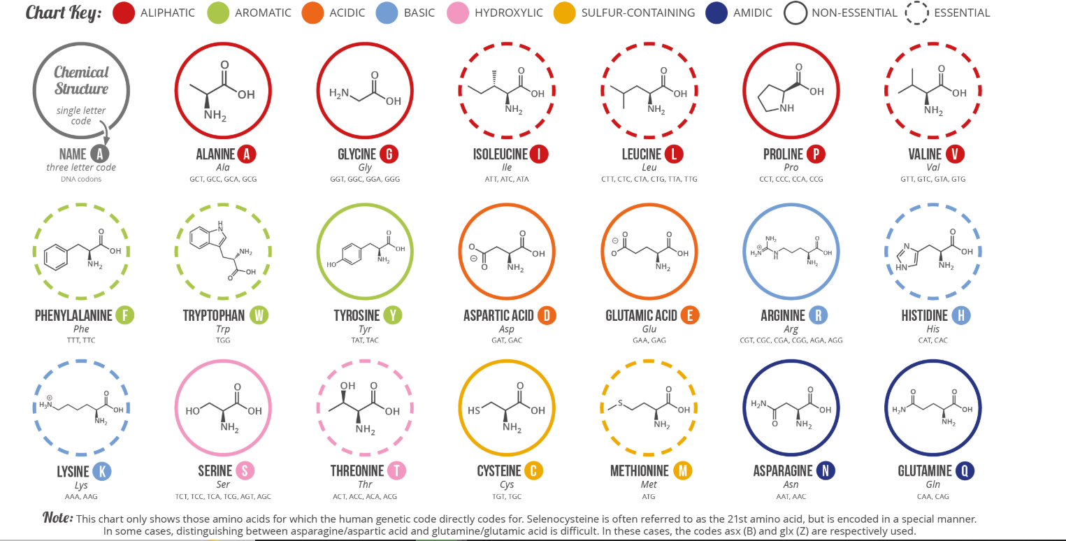 All 20 standard amino acids’ chemical structures grouped by class (aliphatic, aromatic, acidic, basic, hydroxylic, sulfur-containing, amidic), each circle color-coded by class and marked solid/dashed for non-essential/essential