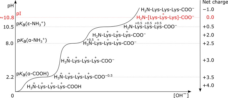 Titration curve of a Lys-Lys-Lys tripeptide (not free lysine): net charge steps from +4.0 down to −1.0 across four inflection points — α-COOH pKₐ ≈2.2, α-NH₃⁺ pKₐ ≈8.0, the three ε-NH₃⁺ side-chain groups clustering near pKₐ ≈10.5 — with pI ≈10.8 marked where net charge crosses zero