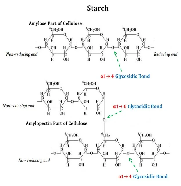 Starch structure diagram: unbranched amylose chain with an α1→4 glycosidic bond labelled, and branched amylopectin with both an α1→4 backbone bond and an α1→6 branch-point bond labelled