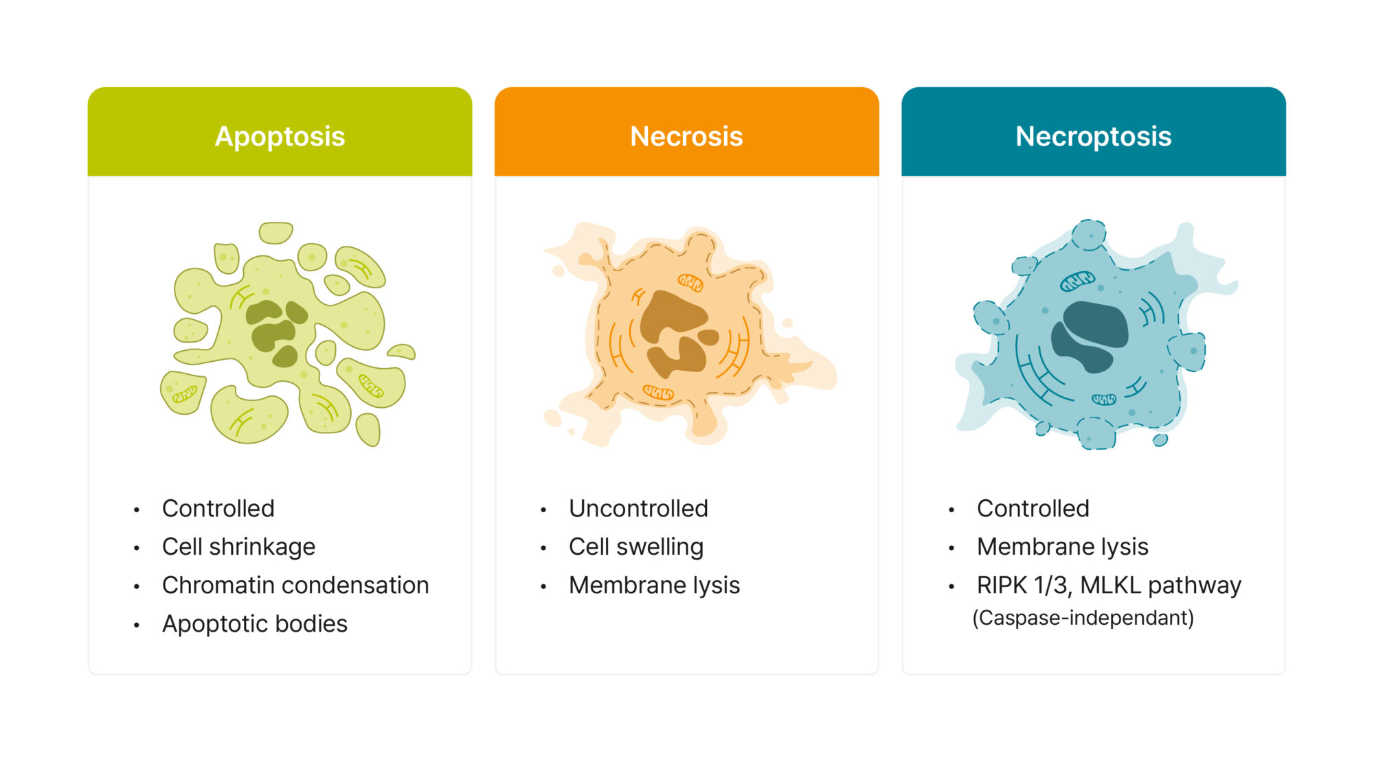 Apoptosis (controlled, cell shrinkage, chromatin condensation, apoptotic bodies) vs. necrosis (uncontrolled, cell swelling, membrane lysis) vs. necroptosis (controlled but caspase-independent, membrane lysis via the RIPK1/3-MLKL pathway) shown as three labelled cell illustrations side by side