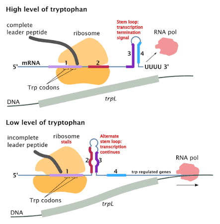 Attenuation mechanism at the trp leader (trpL): at high tryptophan, the ribosome translates the complete leader peptide through both Trp codons, allowing a transcription-terminating stem loop to form and RNA polymerase to release; at low tryptophan, the ribosome stalls at the Trp codons, forcing an alternative stem-loop structure that allows RNA polymerase to continue transcribing the downstream trp genes
