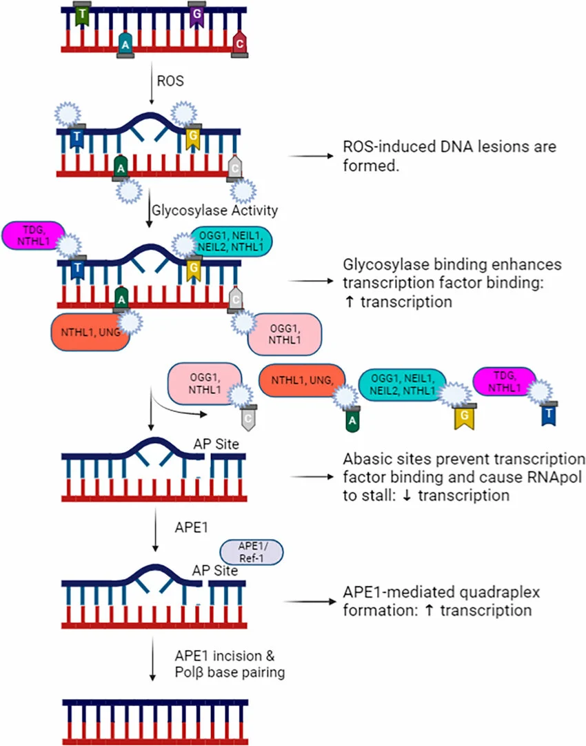 Base excision repair pathway: ROS-induced base lesions are recognised by damage-specific glycosylases, generating an abasic (AP) site; APE1 performs strand incision at the AP site, and DNA polymerase β fills the resulting gap, restoring normal sequence