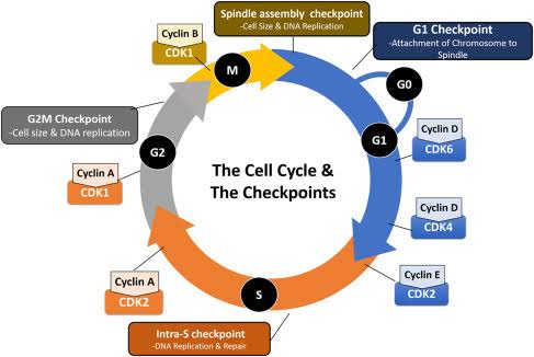 Cell cycle diagram with cyclin/CDK pairs and checkpoints marked at each transition: G1 checkpoint (chromosome-spindle attachment check position), intra-S checkpoint (DNA replication and repair), G2/M checkpoint (cell size and DNA replication), and the spindle assembly checkpoint at M