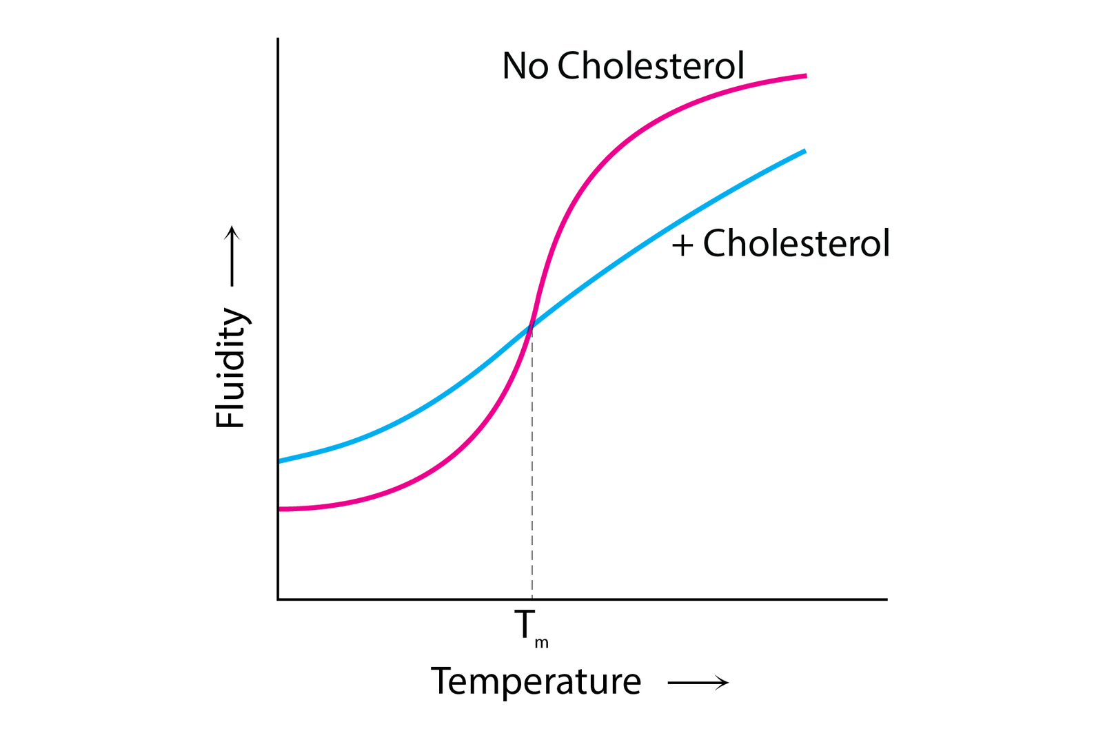 Membrane fluidity vs. temperature for a membrane with and without cholesterol: without cholesterol (magenta), fluidity rises sharply through the phase-transition temperature Tm; with cholesterol (blue), the curve is flattened — less fluid than the cholesterol-free membrane above Tm, more fluid below Tm — illustrating cholesterol’s bidirectional buffering effect