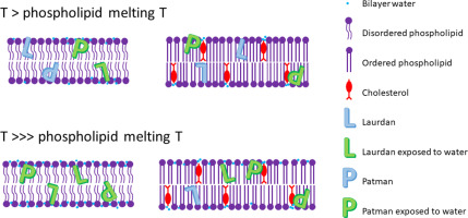 Molecular-level membrane order at two temperature regimes relative to the phospholipid melting temperature: with cholesterol present (red), phospholipid tails are held in a more uniformly ordered state at both T > melting T and T »> melting T, compared to the more variably ordered/disordered arrangement without cholesterol, shown alongside fluorescent membrane-order probes (Laurdan, Patman) in their membrane-embedded vs. water-exposed states
