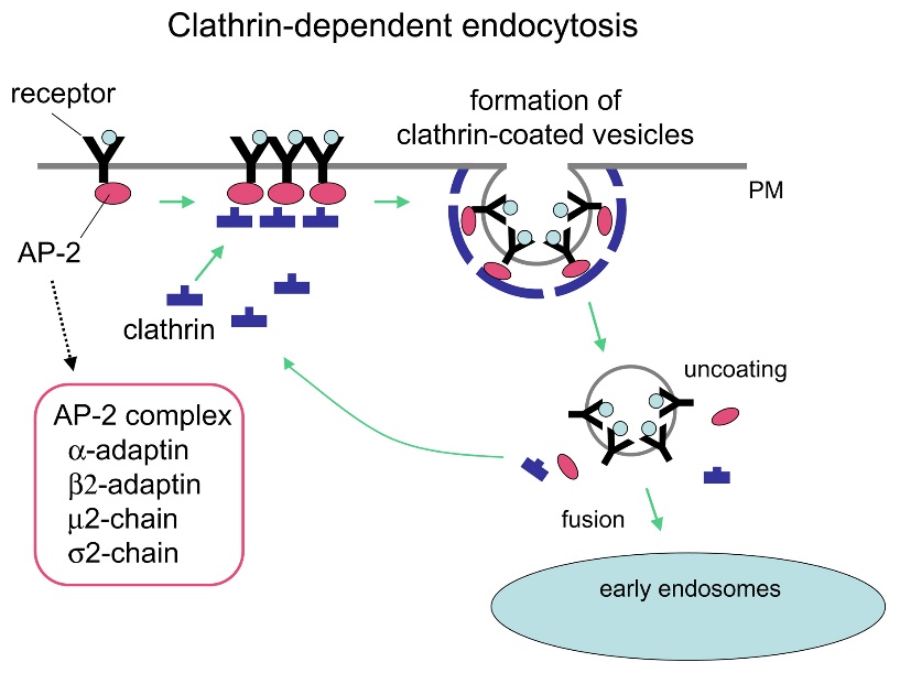 Clathrin-dependent endocytosis cycle: receptor and AP-2 adaptor complex recruit clathrin at the plasma membrane, forming a clathrin-coated pit that buds into a clathrin-coated vesicle, which then uncoats (releasing clathrin and AP-2 for reuse) before fusing with an early endosome