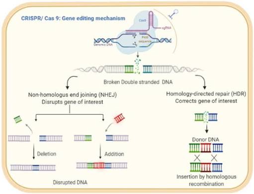 CRISPR-Cas9 gene editing mechanism: Cas9 bound to a single guide RNA (sgRNA) targets genomic DNA at a PAM sequence, creating a double-stranded break; the break is resolved either by non-homologous end joining (NHEJ, disrupting the gene of interest via deletion or addition) or by homology-directed repair (HDR, correcting the gene of interest via insertion from a donor DNA template by homologous recombination)