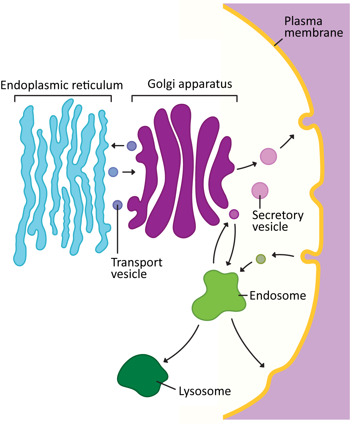 Endomembrane system overview: proteins move via transport vesicles from the endoplasmic reticulum to the Golgi apparatus and back; the Golgi sends secretory vesicles to the plasma membrane and material to the lysosome; the plasma membrane exchanges material with an endosome, which connects onward to the lysosome